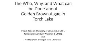 The Who, Why, and What Can Be Done About Golden Brown Algae in Torch Lake