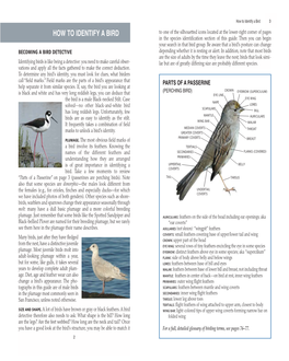 Species Identification (PDF)