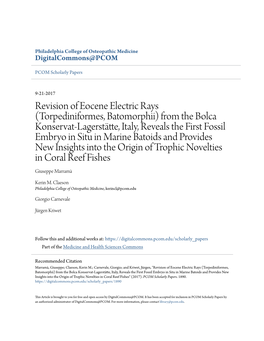 Revision of Eocene Electric Rays