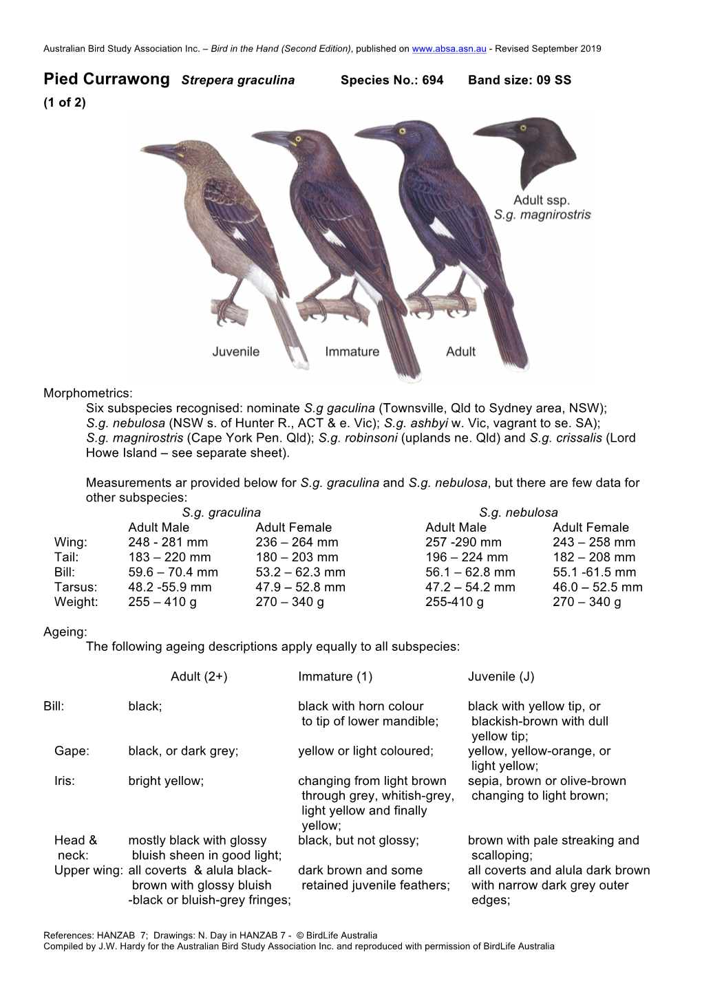 Pied Currawong Strepera Graculina Species No.: 694 Band Size: 09 SS (1 of 2)