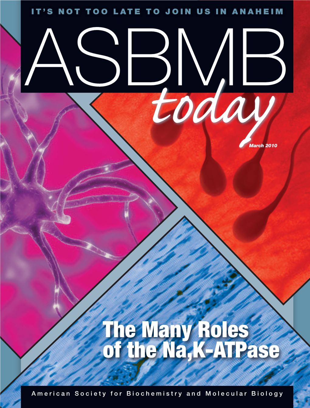 The Many Roles of the Na,K-Atpase