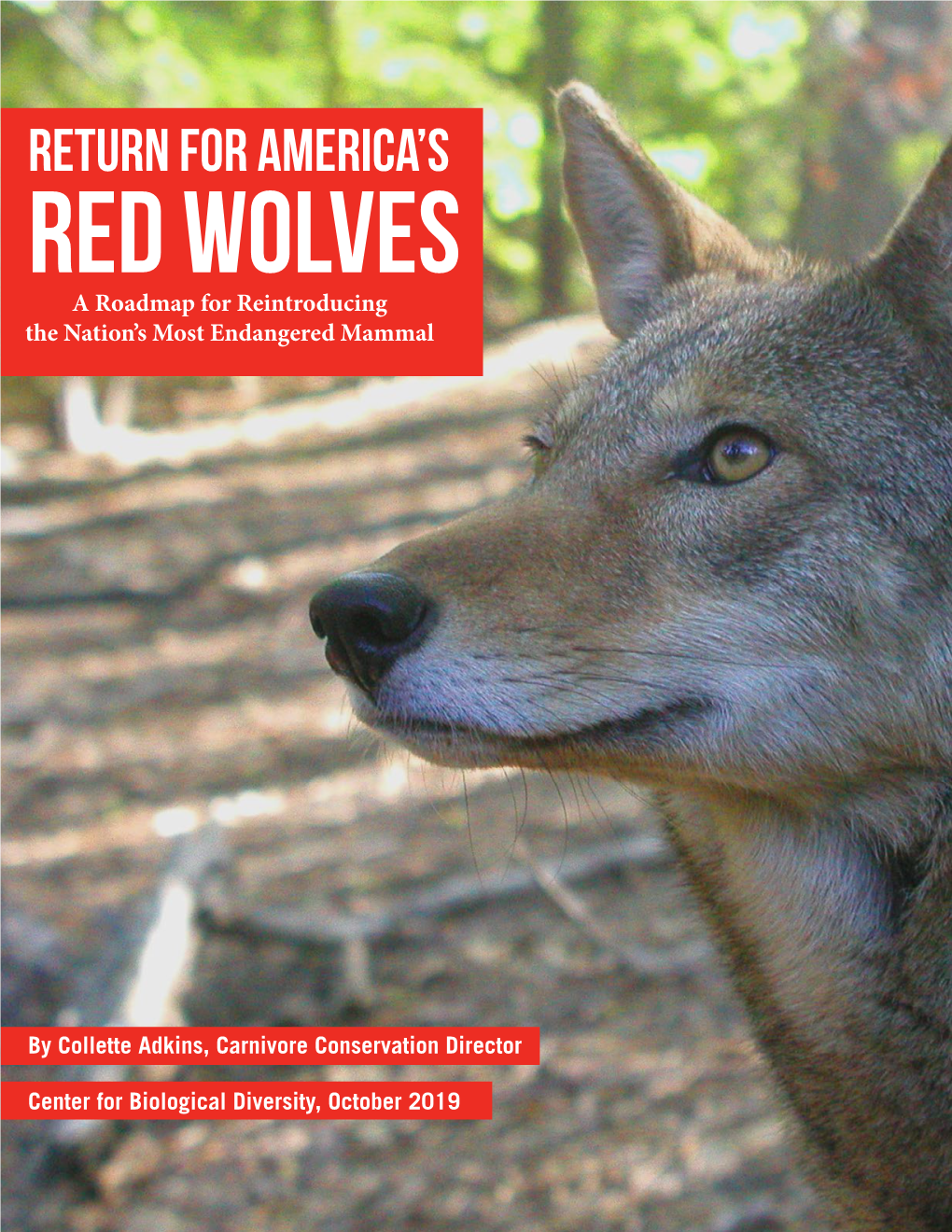 Return for America's Red Wolves