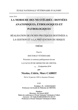 La Morsure Des Mustélidés : Données Anatomiques, Éthologiques Et Pathologiques