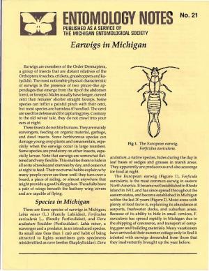 Earwigs in Michigan