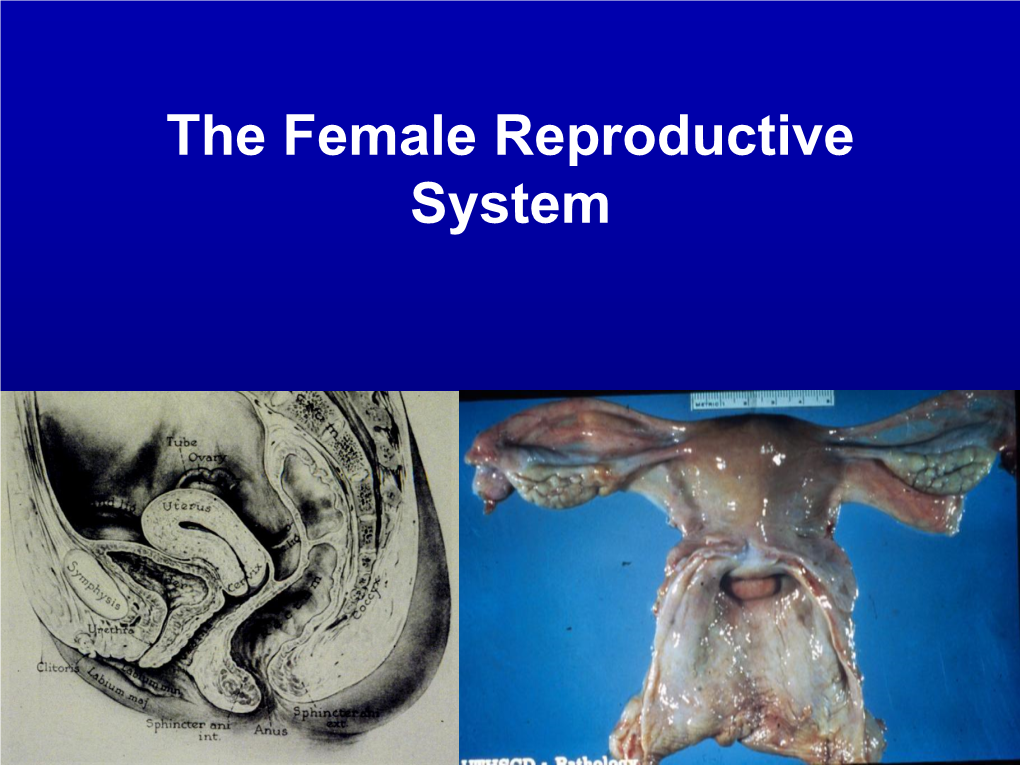 The Female Reproductive System