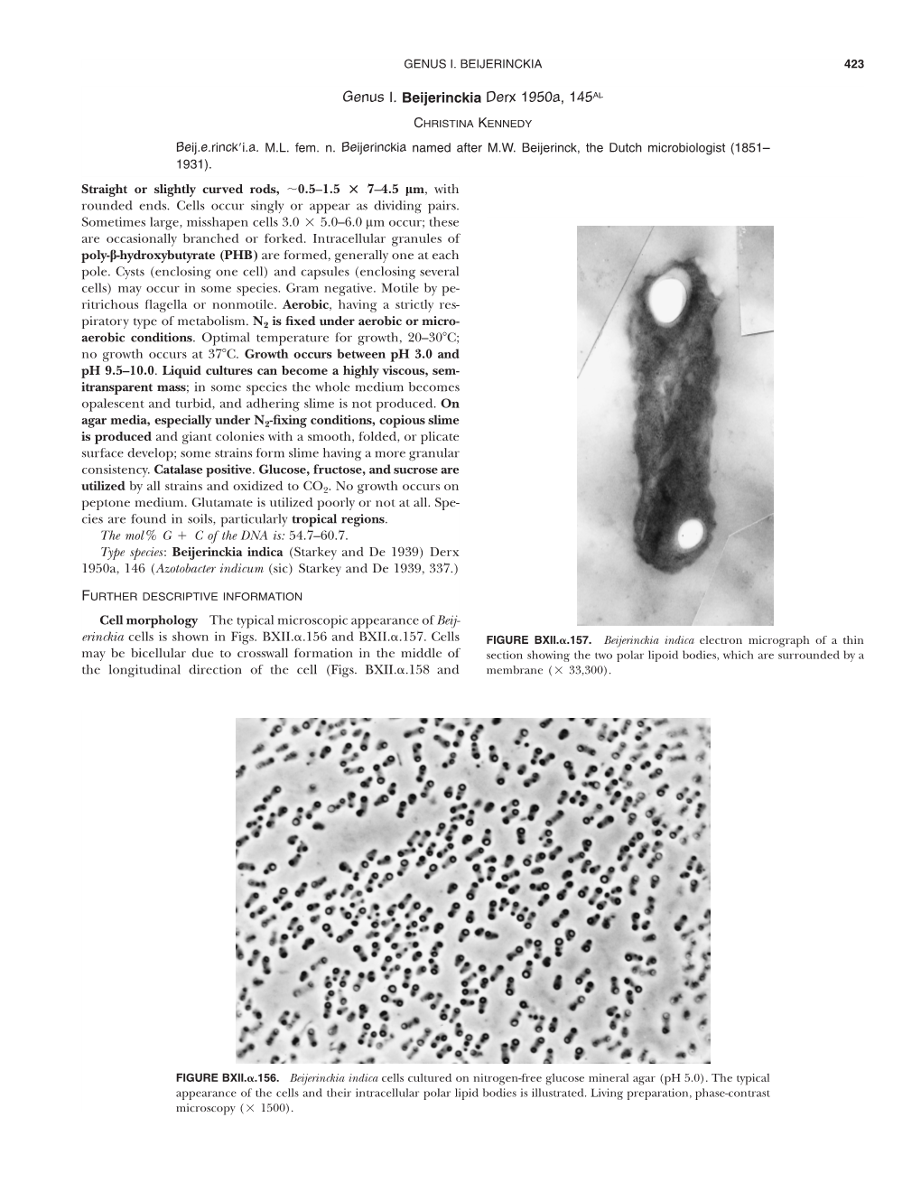 Genus I. Beijerinckia Derx 1950A, 145AL