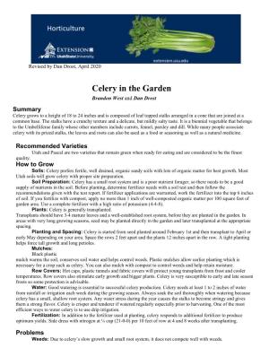 Celery in the Garden