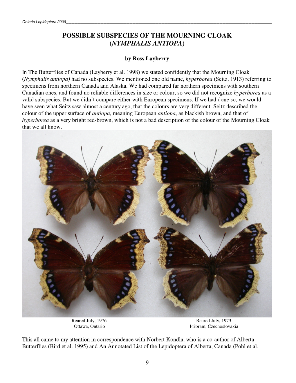 Possible Subspecies of the Mourning Cloak (Nymphalis Antiopa)