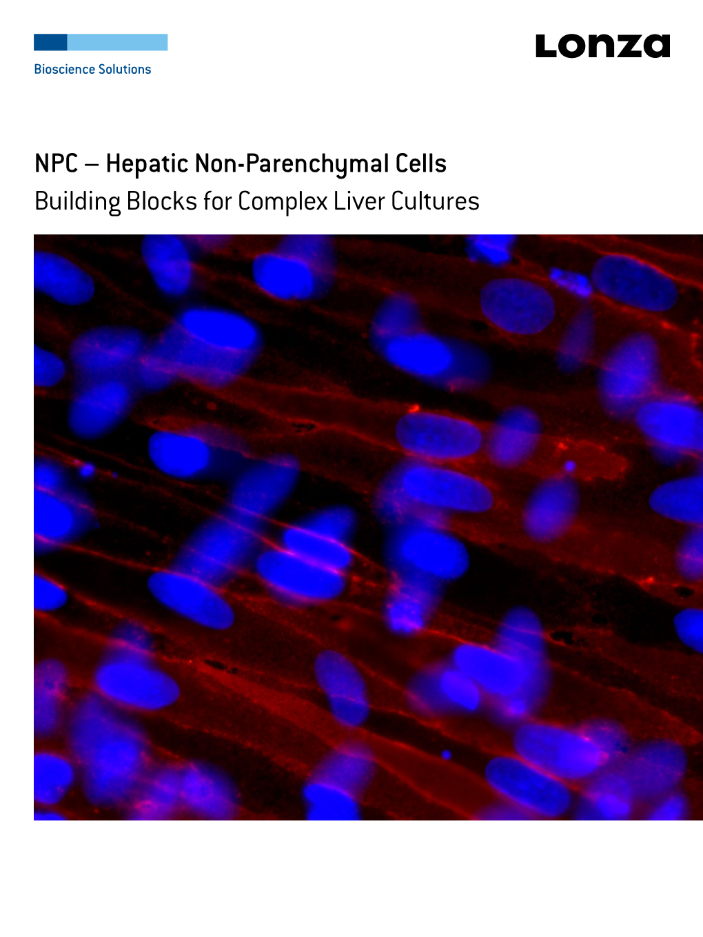 NPC – Hepatic Non-Parenchymal Cells