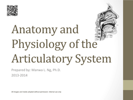 Anatomy and Physiology of the Articulatory System Prepared By: Manwa L