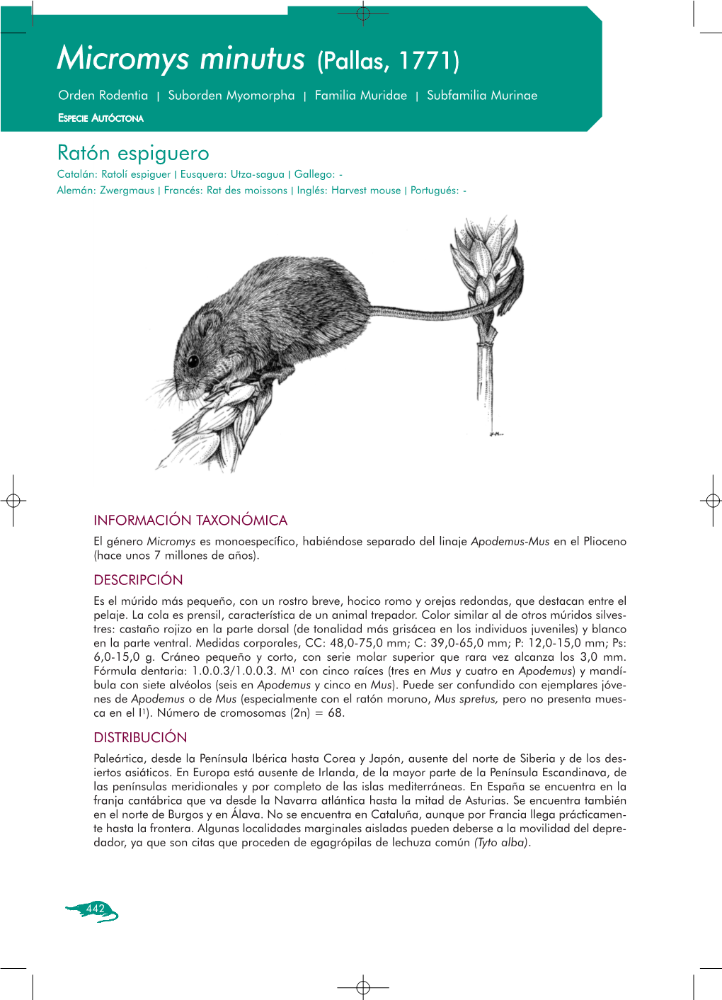 Micromys Minutus. Ratón Espiguero