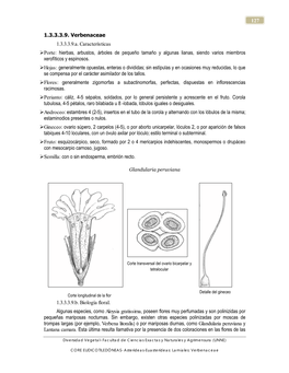 127 1.3.3.3.9. Verbenaceae 1.3.3.3.9.A. Características Porte