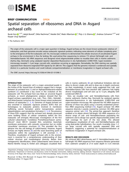 Spatial Separation of Ribosomes and DNA in Asgard Archaeal Cells ✉ ✉ Burak Avcı 1,2 , Jakob Brandt3, Dikla Nachmias4, Natalie Elia4, Mads Albertsen 3, Thijs J