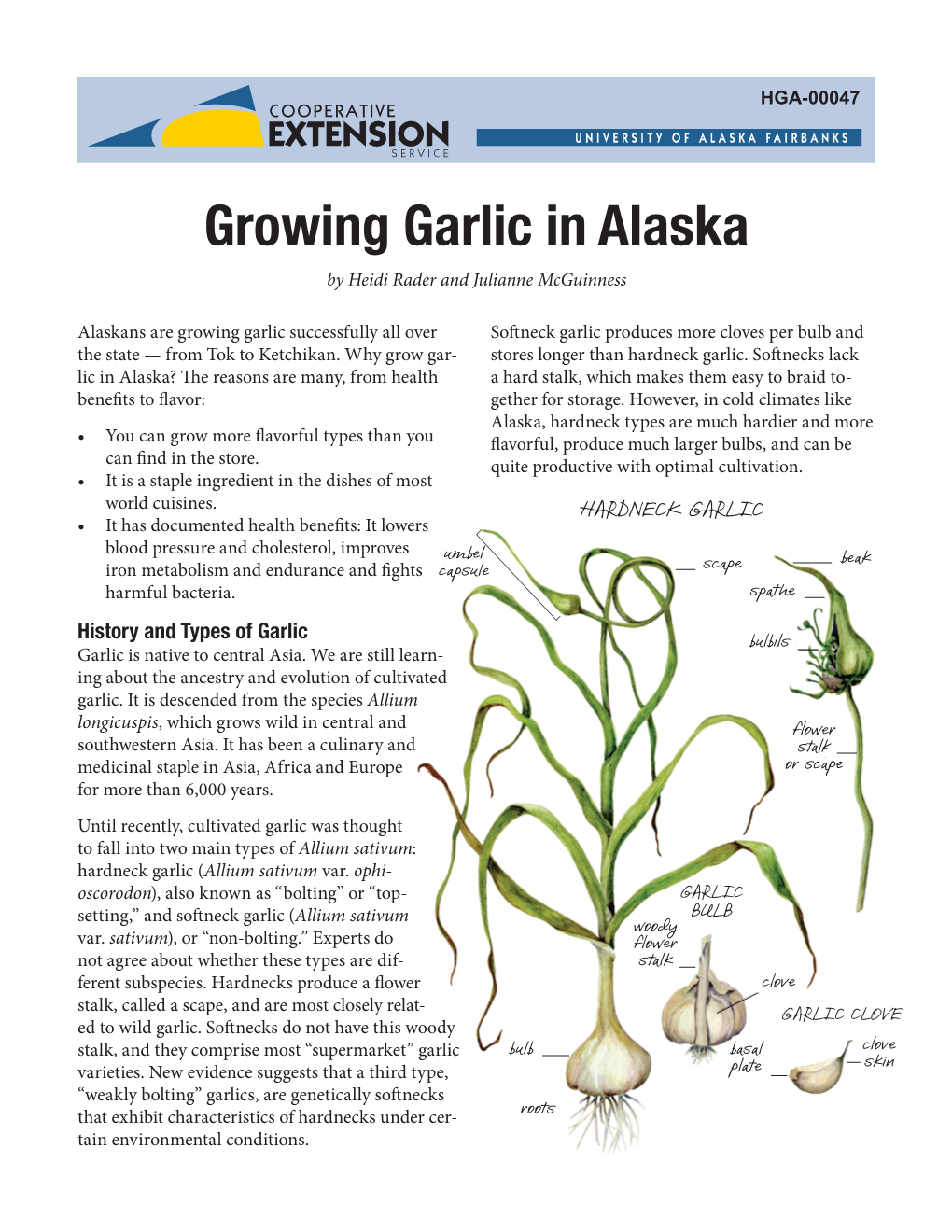 Growing Garlic in Alaska by Heidi Rader and Julianne Mcguinness