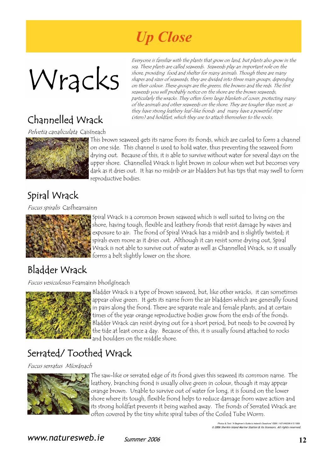 Wracks Seaweeds You Will Probably Notice on the Shore Are the Brown Seaweeds, Particularly the Wracks