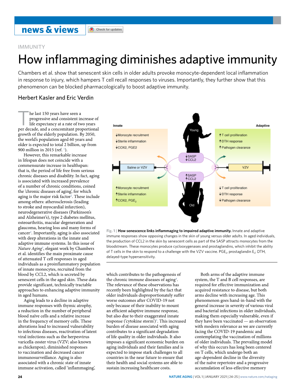 How Inflammaging Diminishes Adaptive Immunity