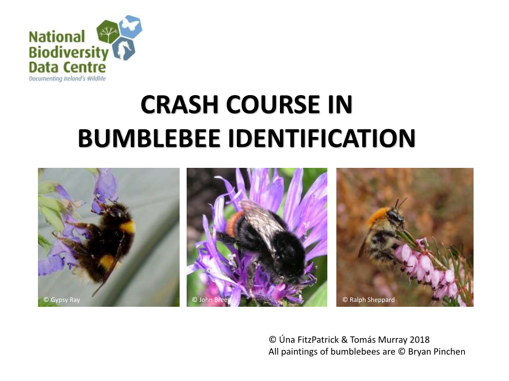 Crash Course in Bumblebee Identification