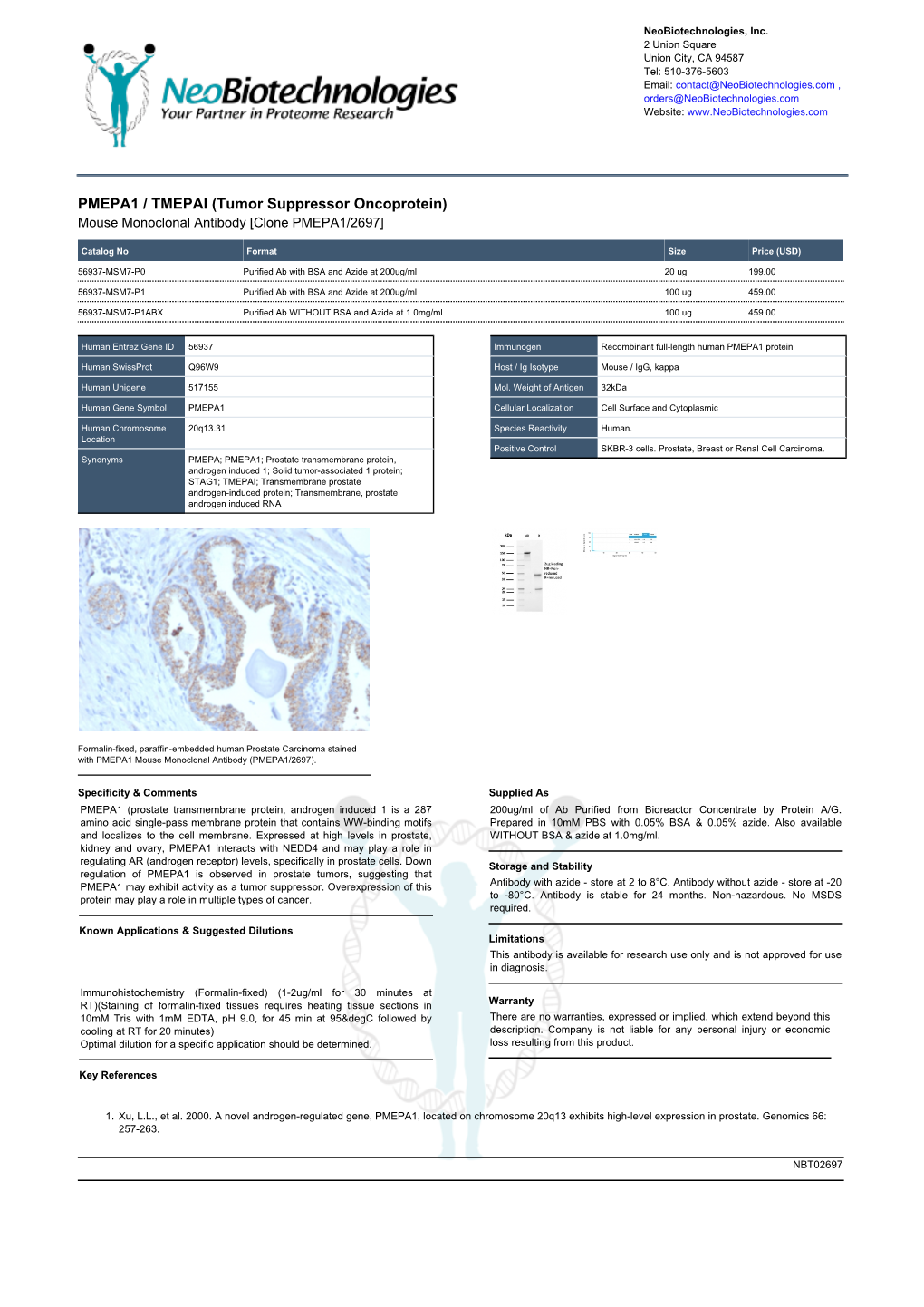 PMEPA1 / TMEPAI (Tumor Suppressor Oncoprotein) Mouse Monoclonal Antibody [Clone PMEPA1/2697]