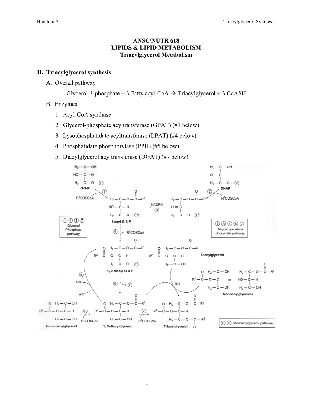 Handout 7 Triacylglycerol Synthesis