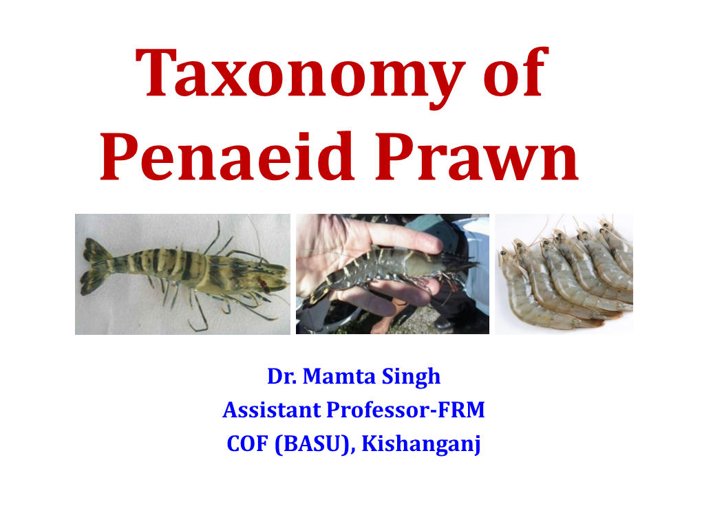 Taxonomy of Penaeid Prawn