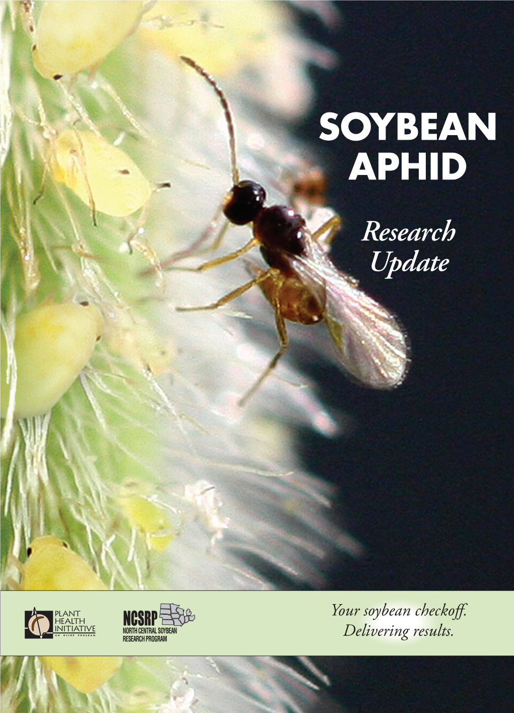 Soybean Aphid