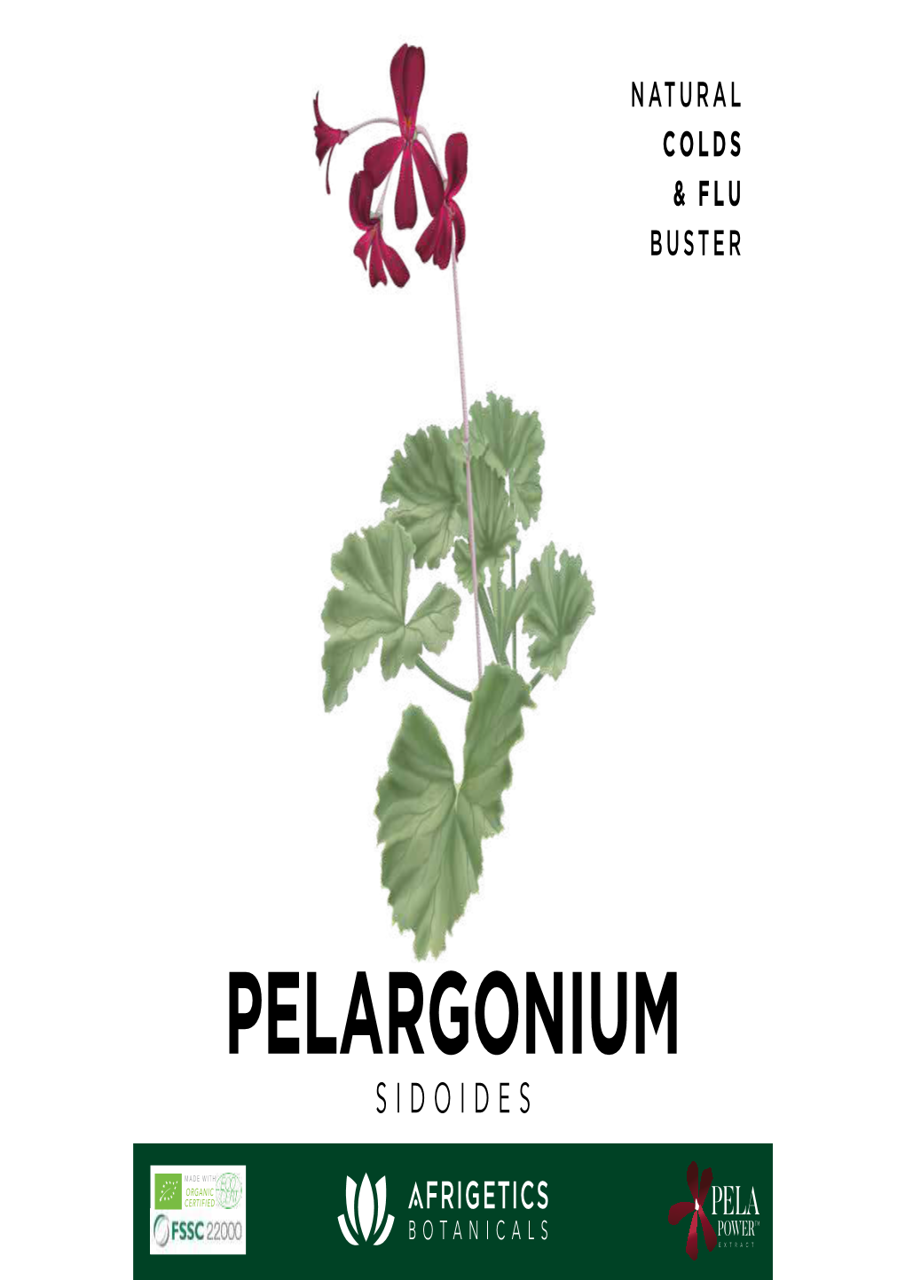 Pelargonium SIDOIDES