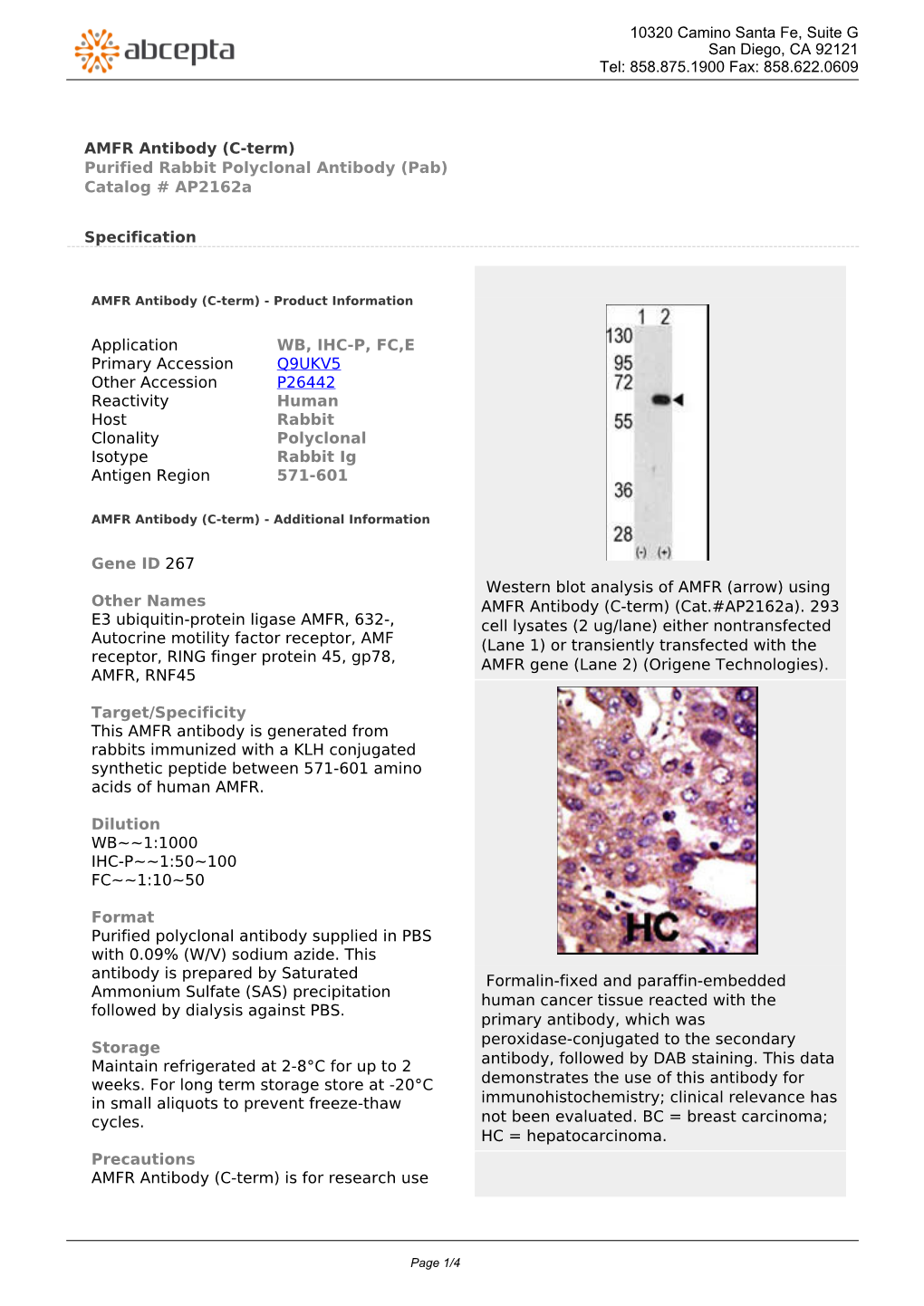 AMFR Antibody (C-Term) Purified Rabbit Polyclonal Antibody (Pab) Catalog # Ap2162a