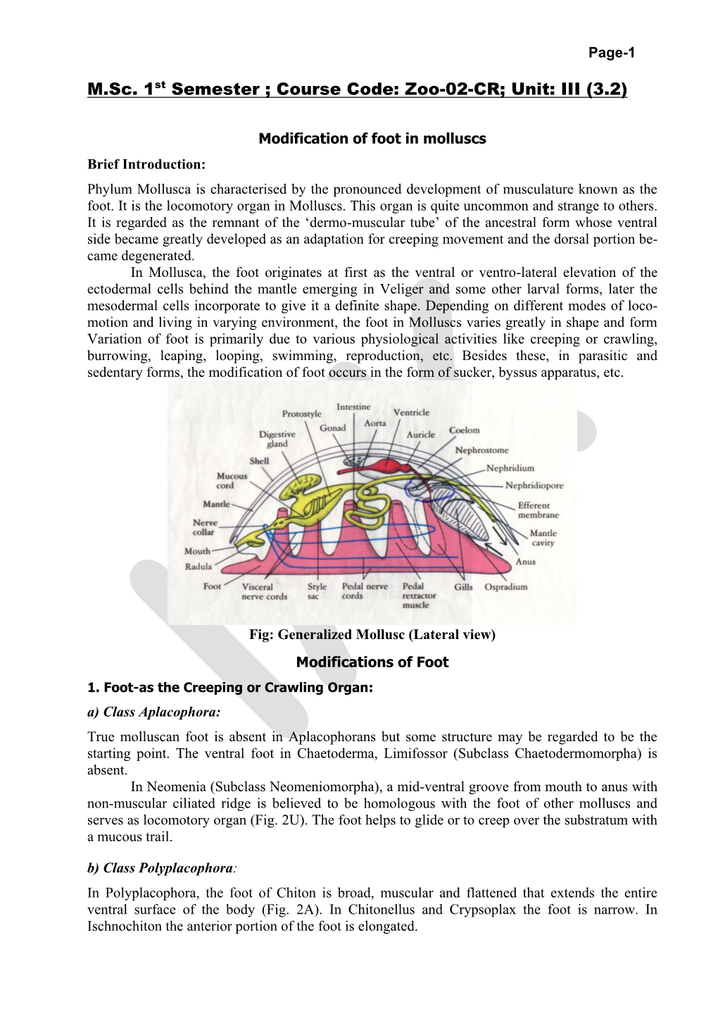 Economic Importance of Mollusca Molluscs Are of General Importance Within Food Chains and As Members of Ecosystems