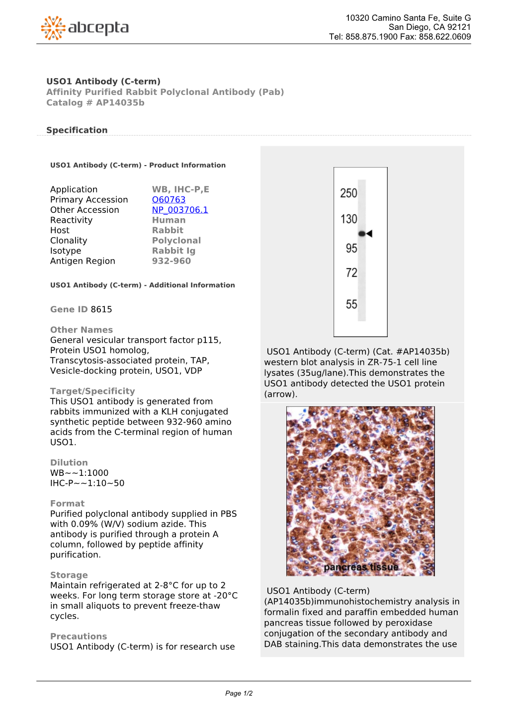 USO1 Antibody (C-Term) Affinity Purified Rabbit Polyclonal Antibody (Pab) Catalog # Ap14035b