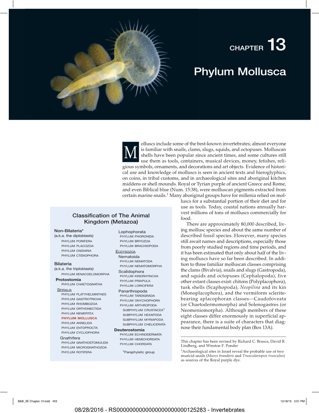 Phylum Mollusca