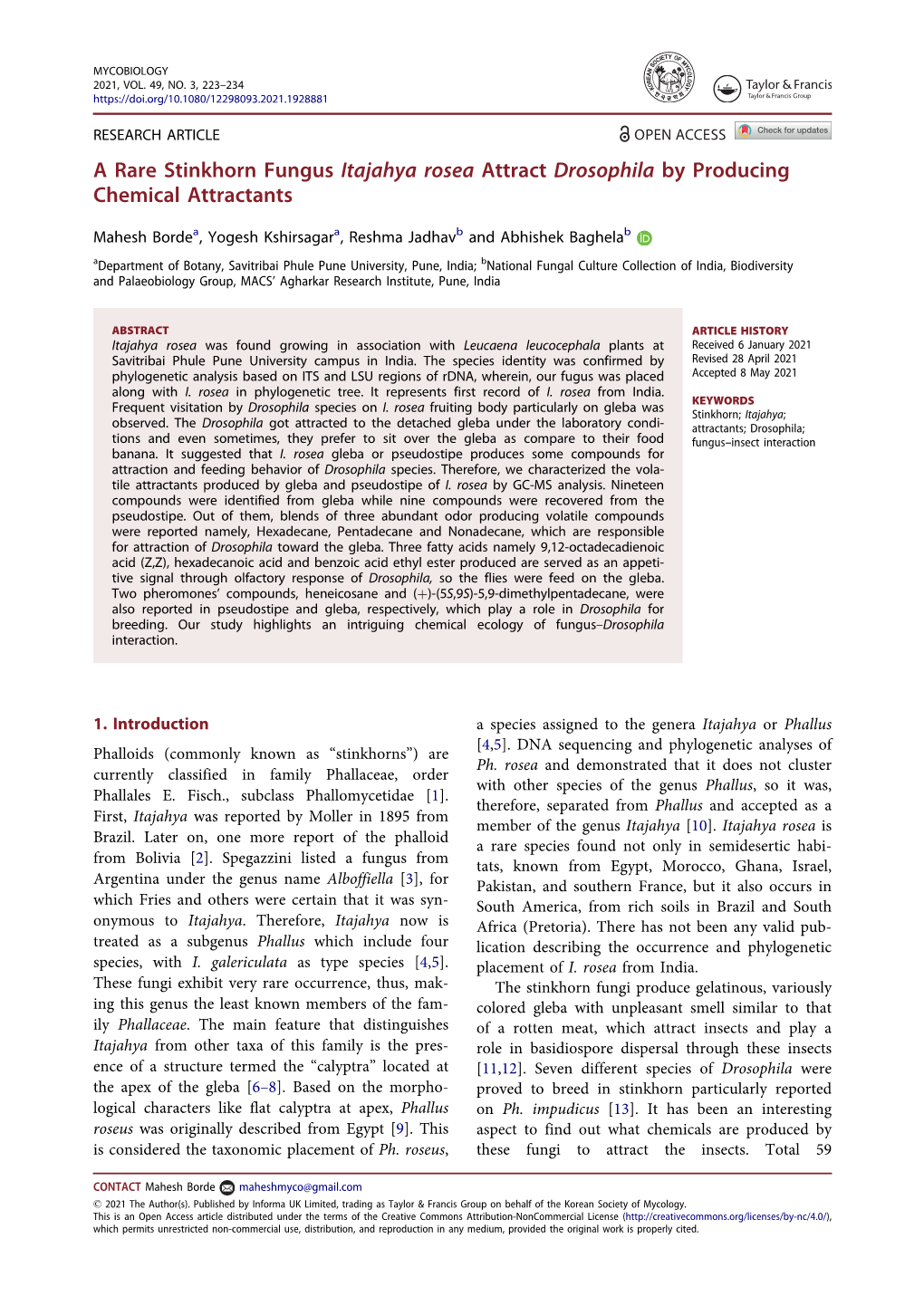 A Rare Stinkhorn Fungus Itajahya Rosea Attract Drosophila by Producing Chemical Attractants