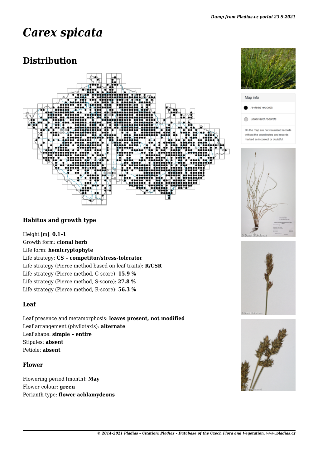 Detail Carex Spicata 5. 8. 2021