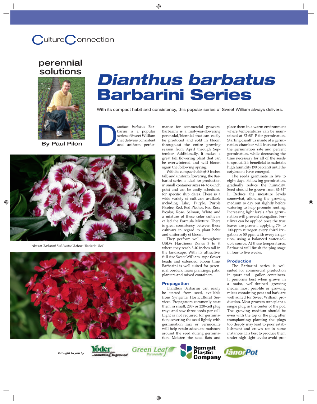 Dianthus Barbatus Barbarini Series