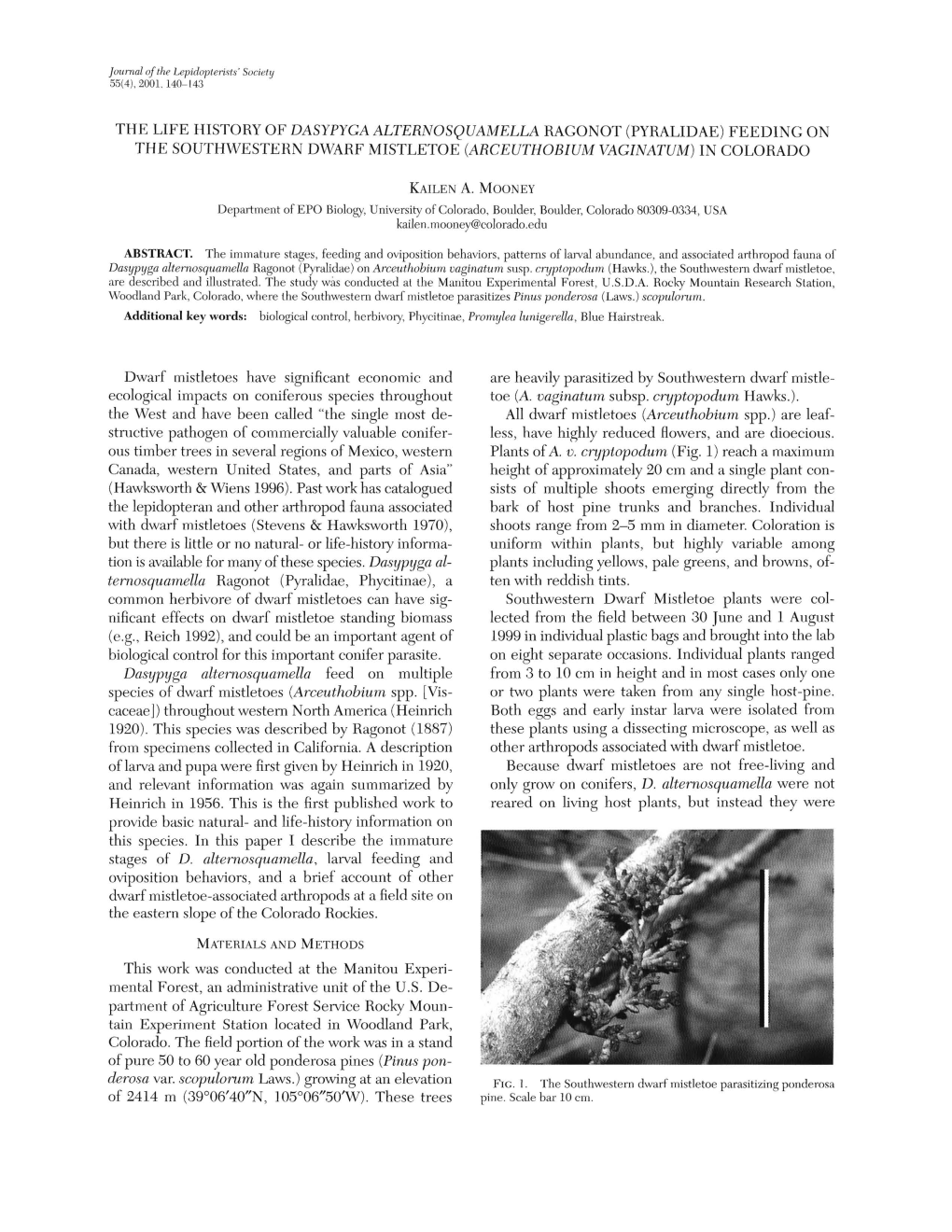 The Life History of Dasypyga Alternosquamella Ragonot (Pyralidae) Feeding on the Southwestern Dwarf Mistletoe (Arceuthobium Vaginatum) in Colorado