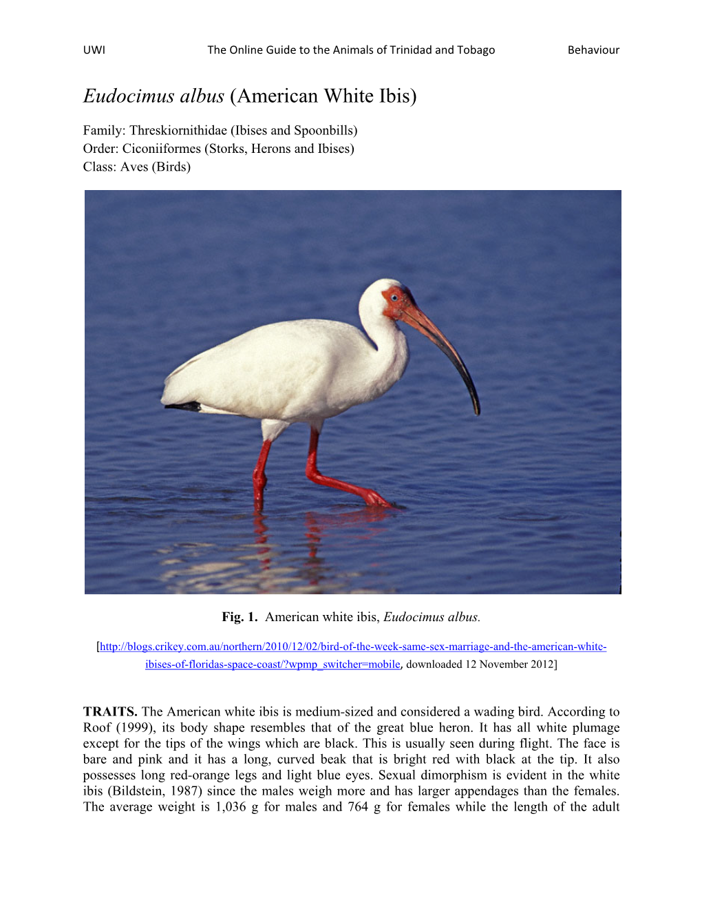 Eudocimus Albus (American White Ibis)