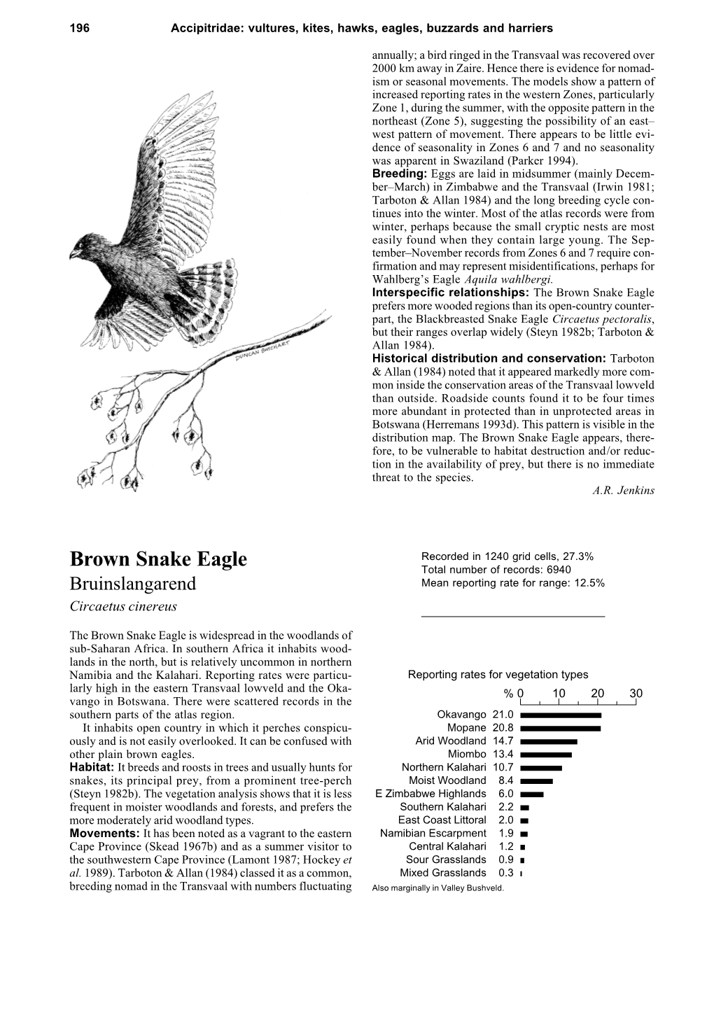 Brown Snake Eagle