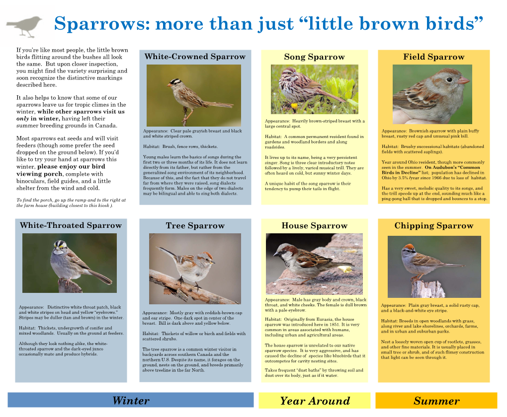 Sparrows: More Than Just “Little Brown Birds”