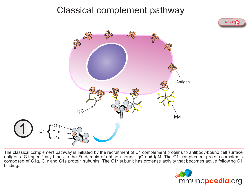 Classical Complement Pathway