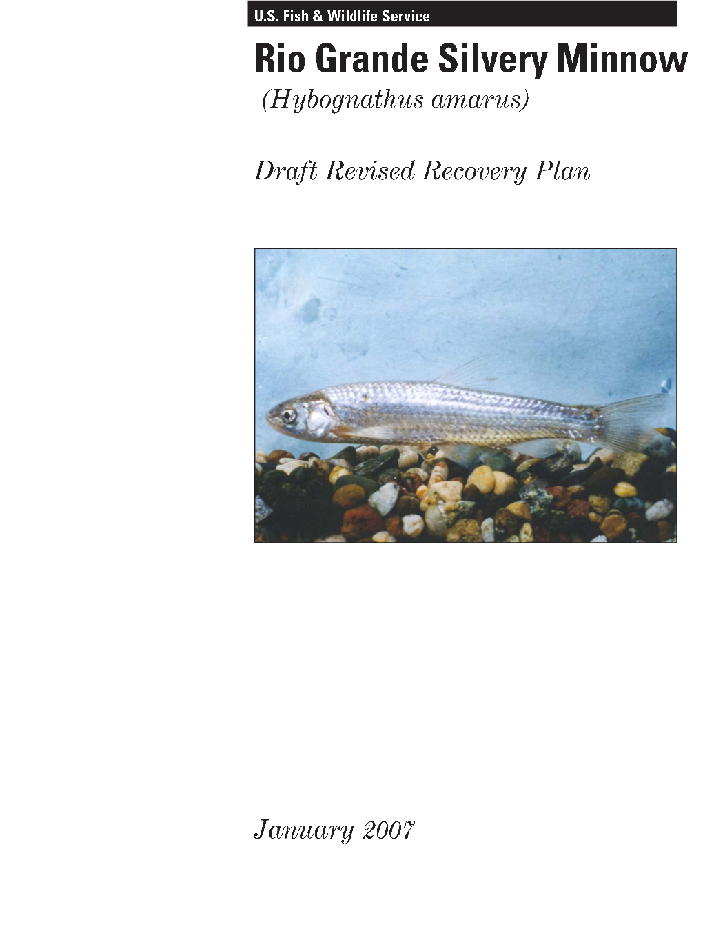 Draft Revised Recovery Plan for the Rio Grande Silvery Minnow