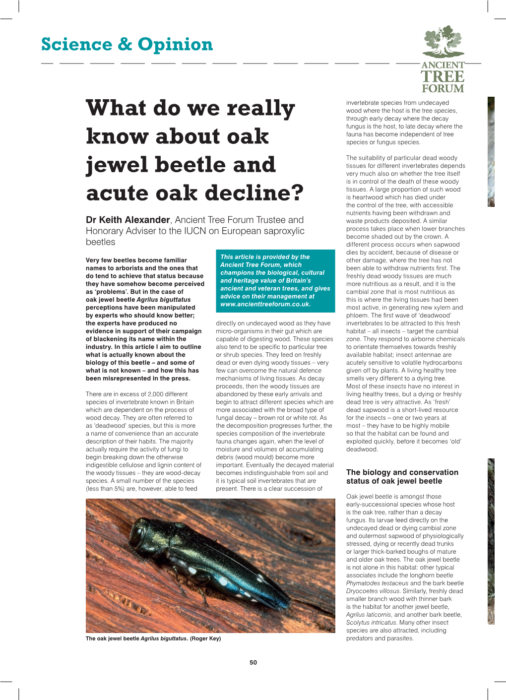 Oak Jewel Beetle and Acute Oak Decline