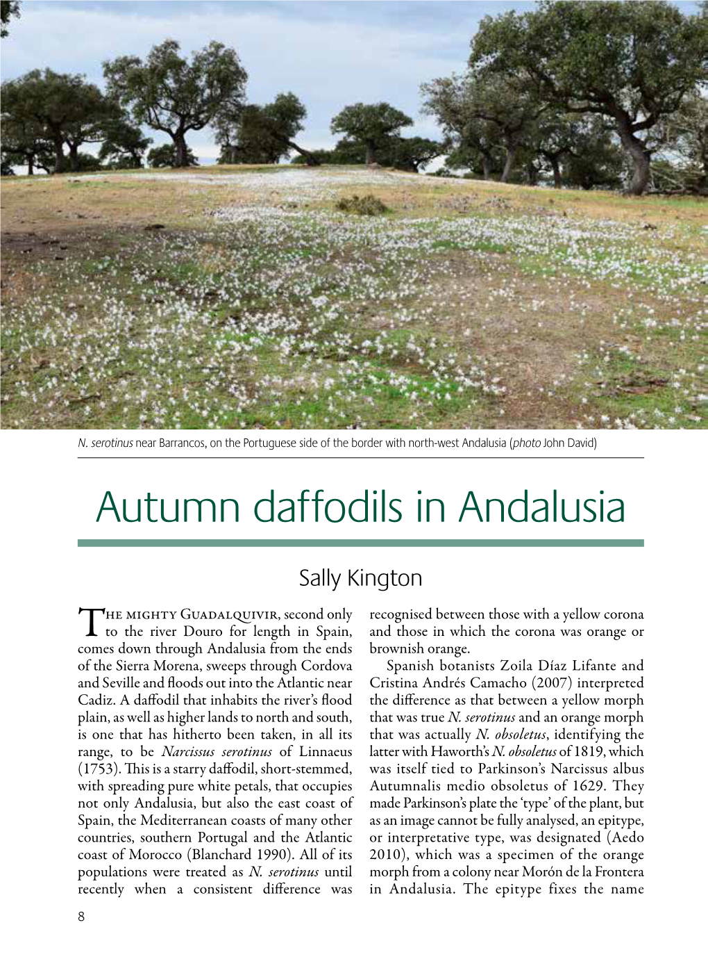 Autumn Daffodils in Andalusia