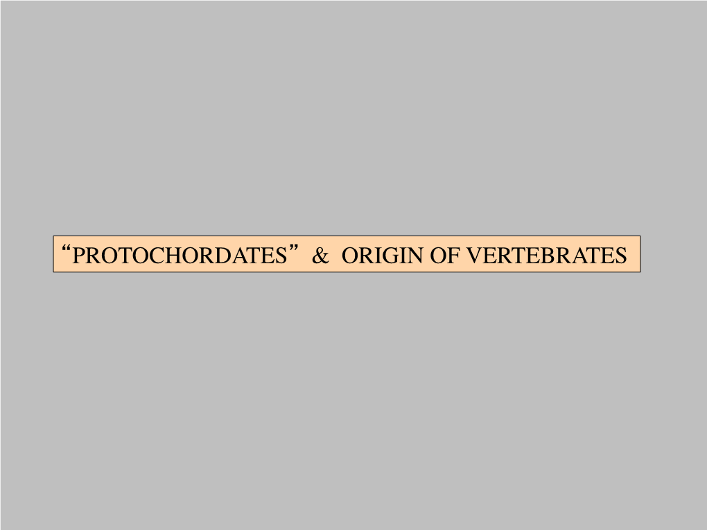 “Protochordates” & Origin of Vertebrates