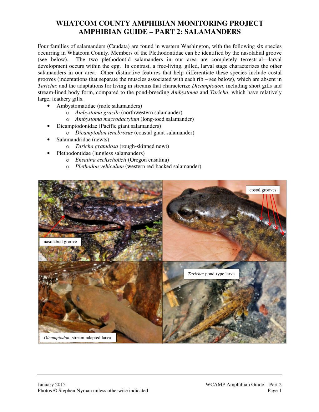 WCAMP Amphibian Guide – Part 2 Photos © Stephen Nyman Unless Otherwise Indicated Page 1 Here Are Terrestrial Forms of the Four Aquatic-Breeding Species