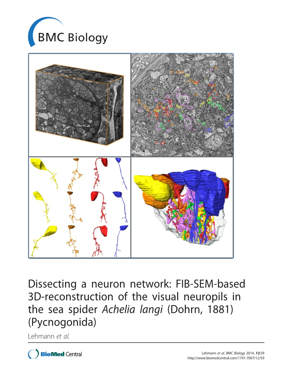 Dissecting a Neuron Network: FIB-SEM-Based 3D-Reconstruction of the Visual Neuropils in the Sea Spider Achelia Langi (Dohrn, 1881) (Pycnogonida) Lehmann Et Al