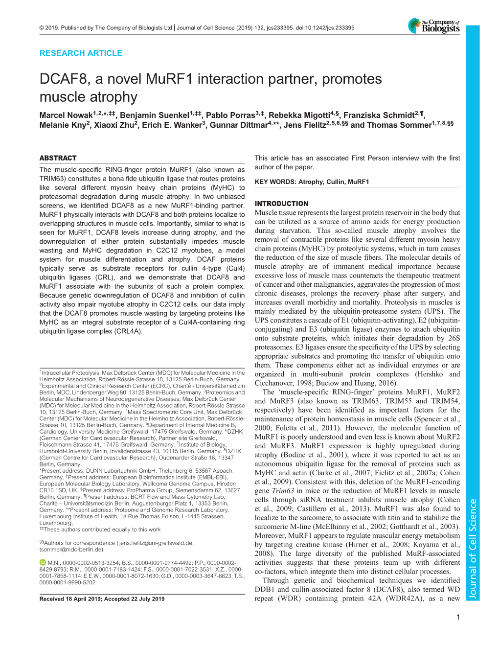 DCAF8, a Novel Murf1 Interaction Partner, Promotes Muscle Atrophy