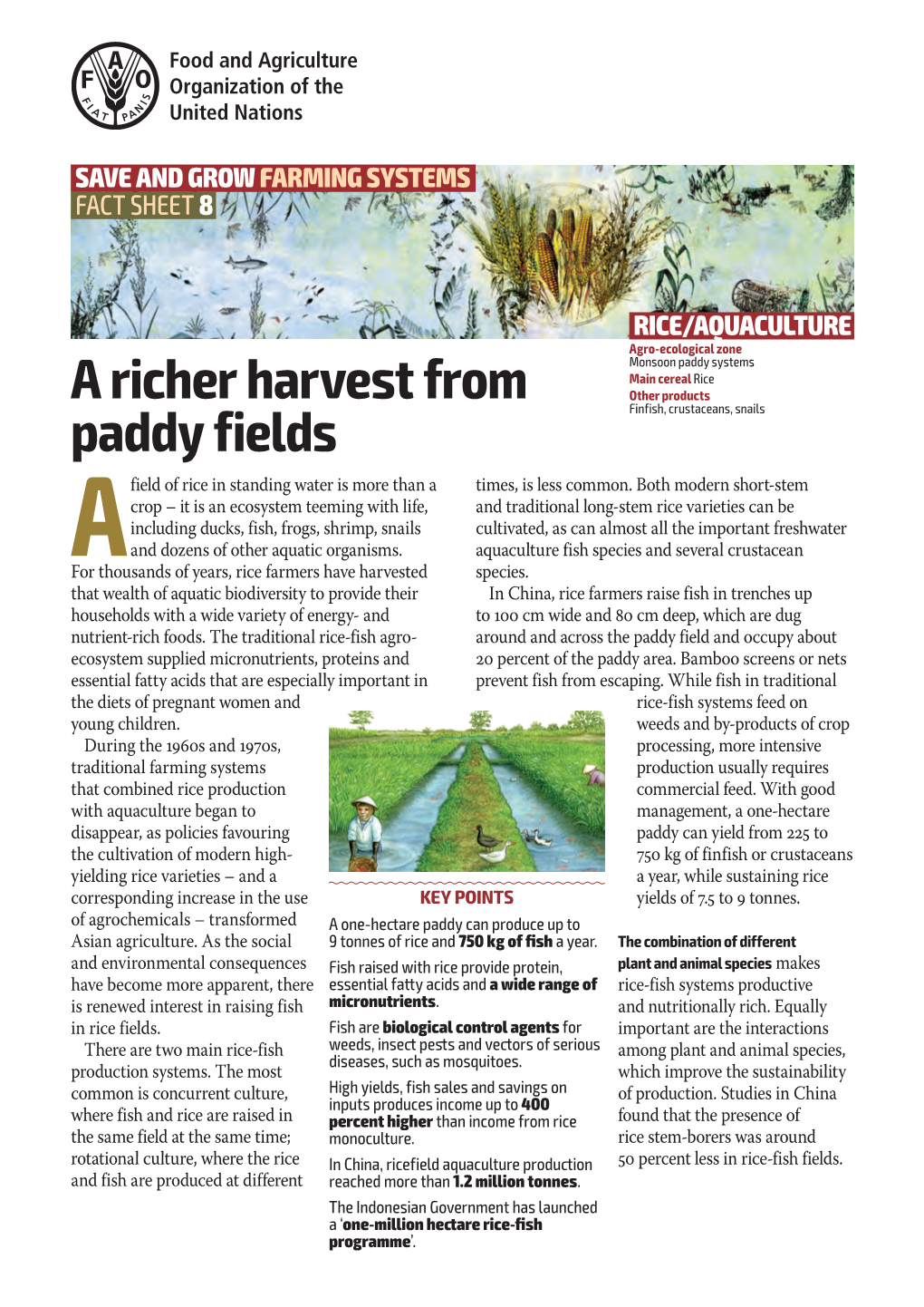 Rice/Aquaculture: a Richer Harvest from Paddy Fields