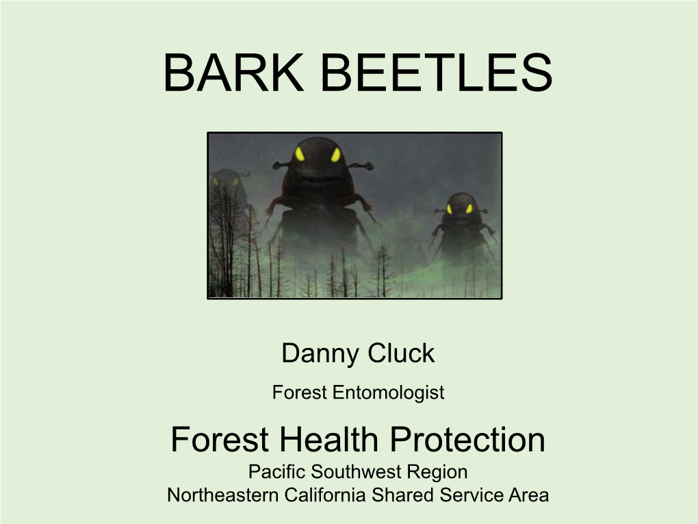 Bark Beetles