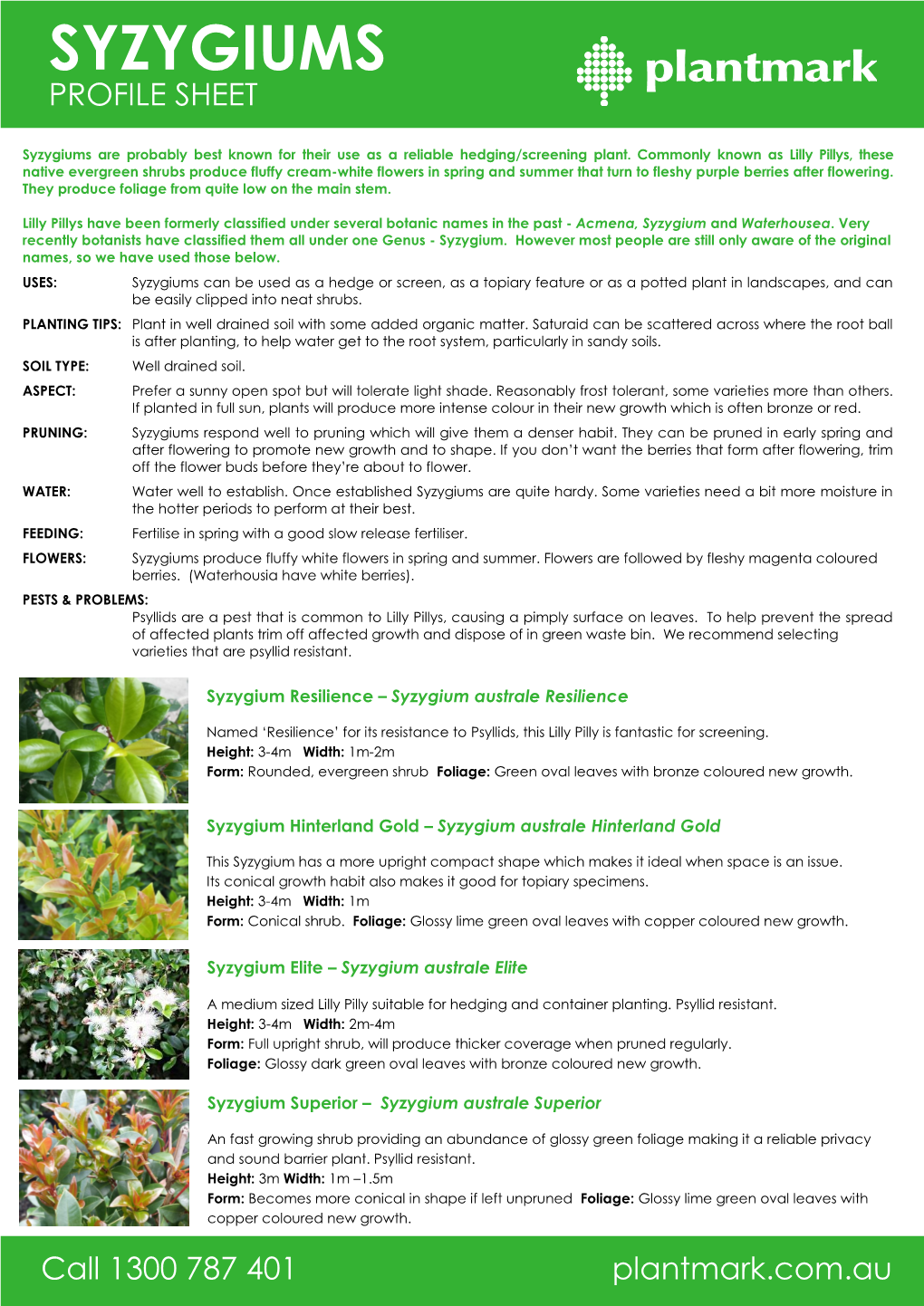 Syzygiums Profile Sheet
