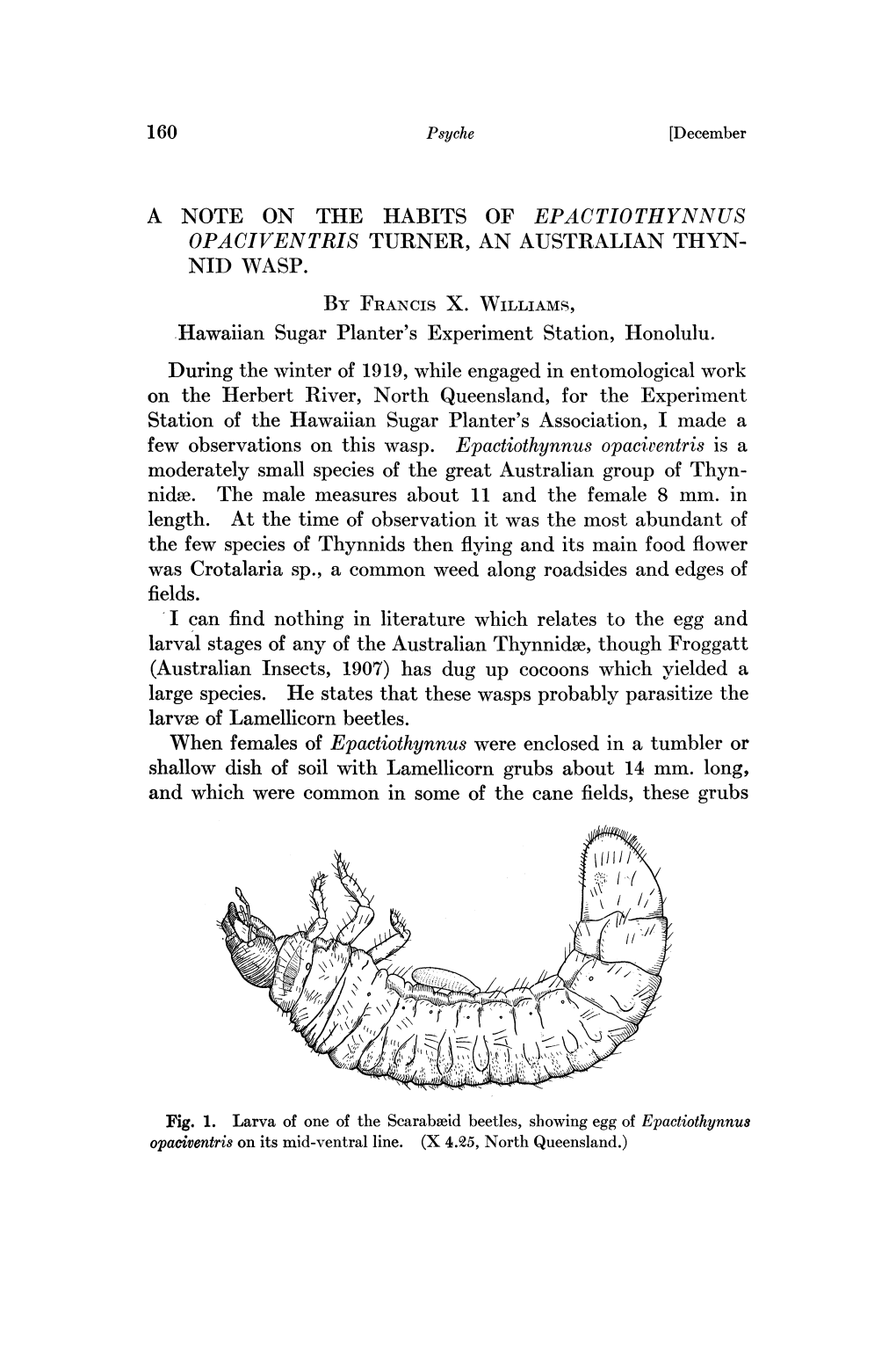 NID WASP. (Australian Insects, 1907)