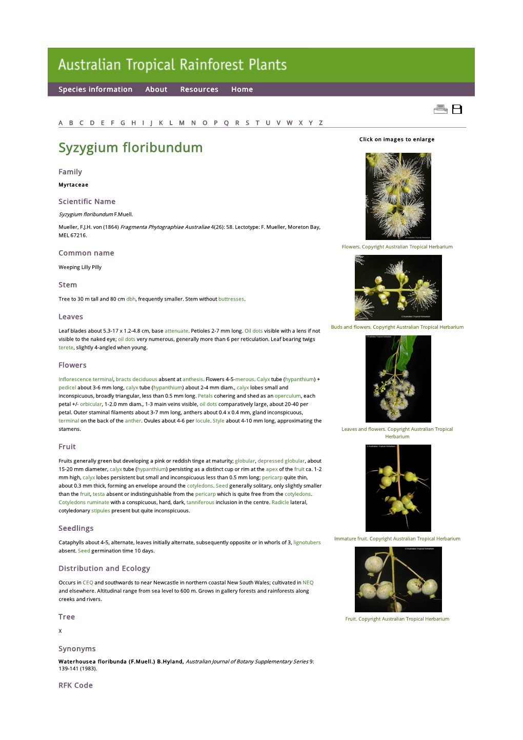 Syzygium Floribundum Click on Images to Enlarge